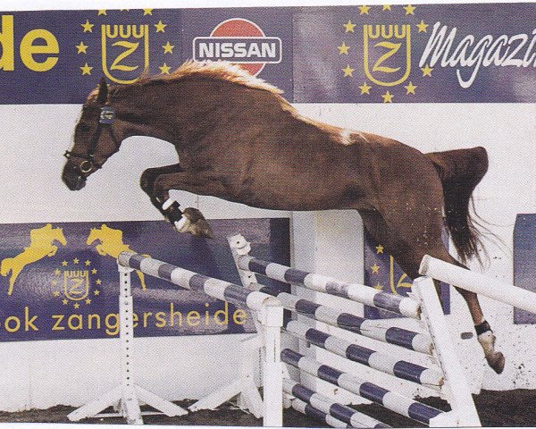 broodmare Allez-France Z (Zangersheide riding horse, 1996, from Azur de Paulstra)