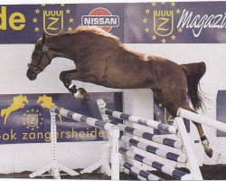 broodmare Allez-France Z (Zangersheide riding horse, 1996, from Azur de Paulstra)