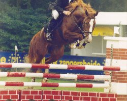 broodmare Catana Z (Zangersheide riding horse, 1995, from Continue)