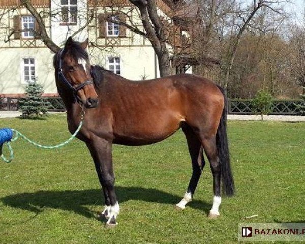 broodmare Czarnuszka xx (Thoroughbred, 2002, from Royal Court xx)