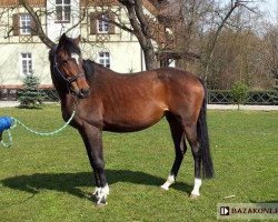 broodmare Czarnuszka xx (Thoroughbred, 2002, from Royal Court xx)