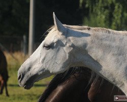 broodmare Hellada (polish noble half-breed, 1988, from Kosmos xx)