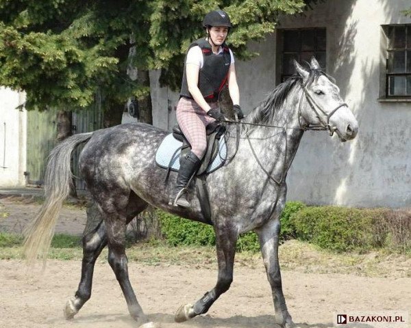 Pferd Gigi (Wielkopolska, 2009, von Cantanis)