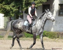 horse Gigi (Great Poland (wielkopolska), 2009, from Cantanis)