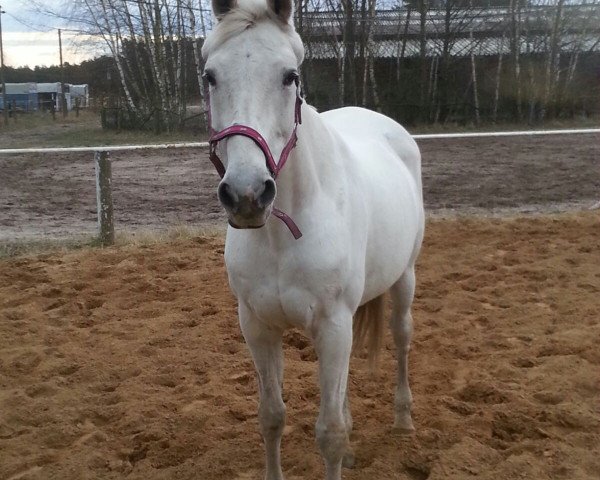 horse Maika (German Warmblood, 1996, from Pesus xx)