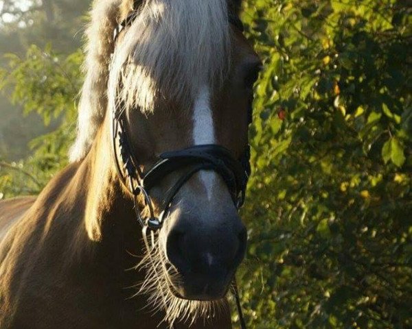 horse Goldi (Miranda) (Haflinger, 2001, from Hemingway)