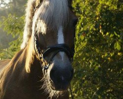 Pferd Goldi (Miranda) (Haflinger, 2001, von Hemingway)