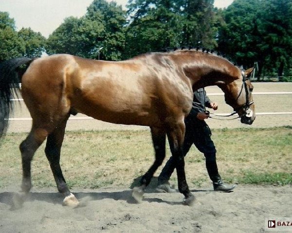 stallion Hataman (Great Poland (wielkopolska), 1983, from Hannibal)