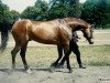 stallion Hataman (Great Poland (wielkopolska), 1983, from Hannibal)