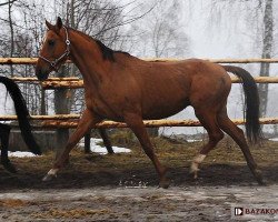 broodmare Gejsza (Great Poland (wielkopolska), 2002, from Atlas Bavaria)