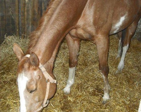 broodmare Izana (Great Poland (wielkopolska), 1994, from Alkierz)