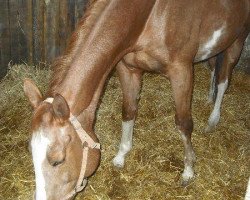 broodmare Izana (Great Poland (wielkopolska), 1994, from Alkierz)