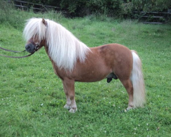 Deckhengst Chico v. Stal´t Hurkske (Shetland Pony, 2009, von Prins van de Bekkenkamp)