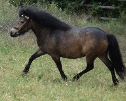 Zuchtstute Shakira MRH (Shetland Pony, 2011, von Scot van de Garderenshof)