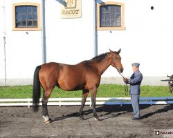 broodmare Penni (Great Poland (wielkopolska), 2005, from Avero)