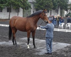 broodmare Symetria (polish noble half-breed, 2011, from Czarownik xx)