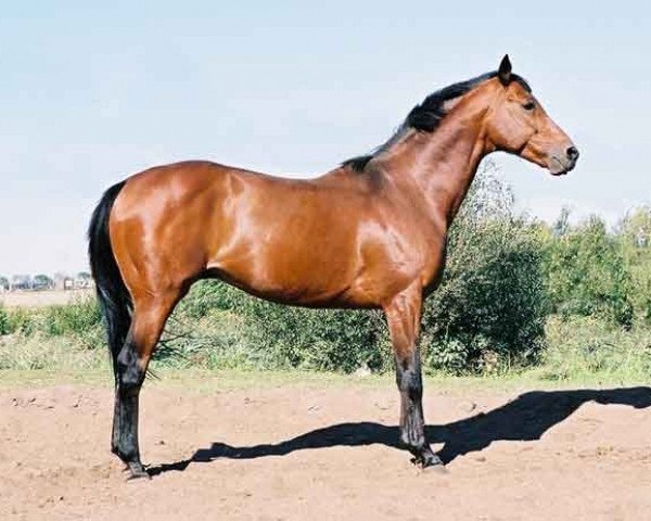 stallion Czarownik xx (Thoroughbred, 1994, from Freedom's Choice xx)