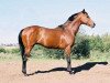 stallion Czarownik xx (Thoroughbred, 1994, from Freedom's Choice xx)