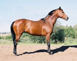 stallion Czarownik xx (Thoroughbred, 1994, from Freedom's Choice xx)