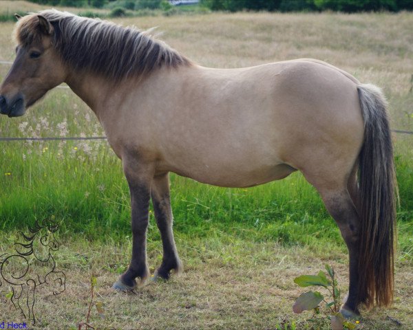 broodmare Snotra von Roetgen (Iceland Horse, 2003, from Dagur fra Efri-Raudalaek)