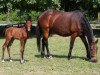 broodmare Prima Donna (KWPN (Royal Dutch Sporthorse), 1997, from Let's Go-V)