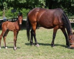 broodmare Prima Donna (KWPN (Royal Dutch Sporthorse), 1997, from Let's Go-V)