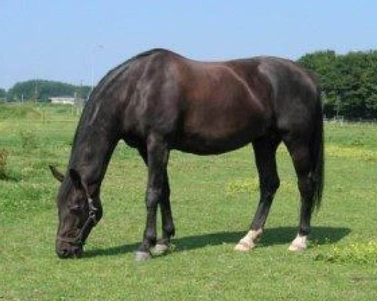 broodmare Lady Liwanda (KWPN (Royal Dutch Sporthorse), 1993, from Ferro)