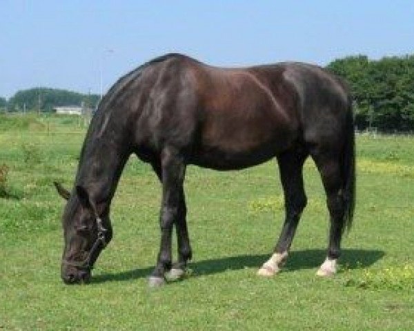 Zuchtstute Lady Liwanda (KWPN (Niederländisches Warmblut), 1993, von Ferro)