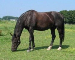 Zuchtstute Lady Liwanda (KWPN (Niederländisches Warmblut), 1993, von Ferro)