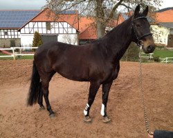 broodmare Pilotona (Holsteiner, 2006)