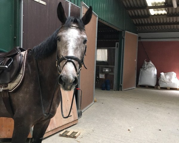 Springpferd Gut Kappelshof Leona (Rheinländer, 2011, von La Calido)