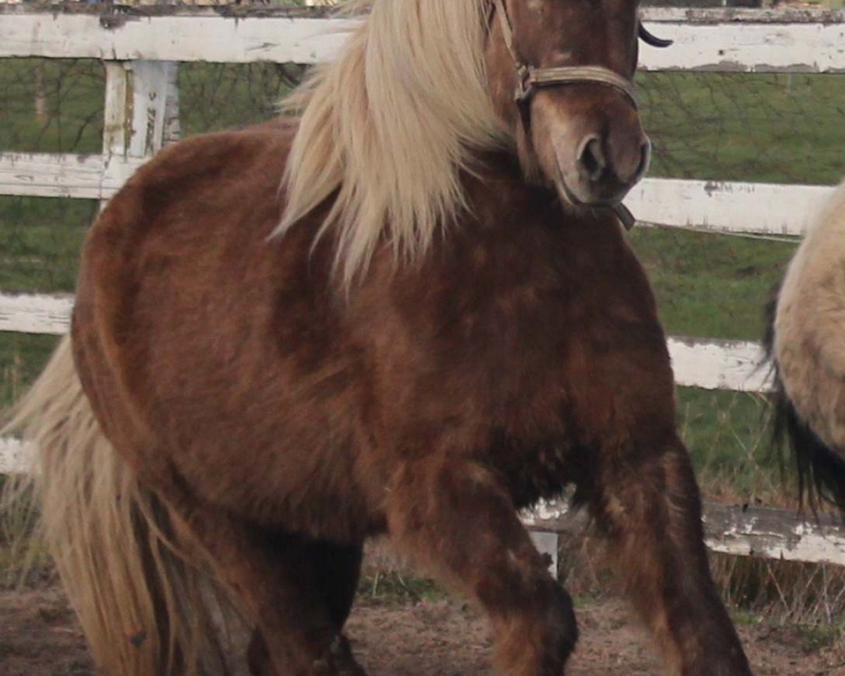 horse Vindur frá Eystri-Torfastöðum I (Iceland Horse, 2004, from Glampi frá Bjargarkoti)