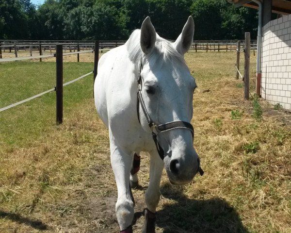 Pferd Roxette (Westfale, 2002, von Rockwell)