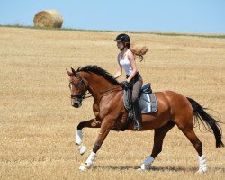 broodmare Chardonnay 94 (KWPN (Royal Dutch Sporthorse), 2007, from L-Vainqueur)