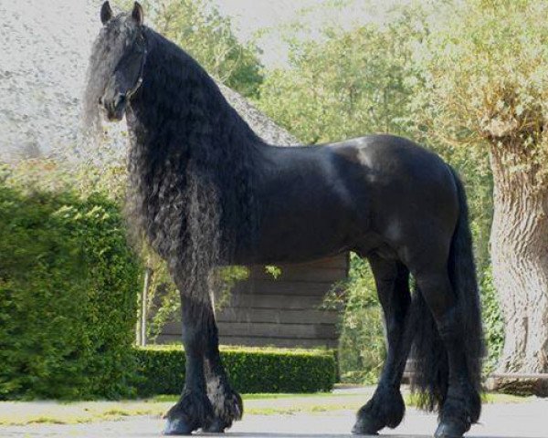 stallion Aan 416 (Friese, 2000, from Abe 346)