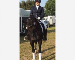 dressage horse Whitney 323 (Oldenburg, 2003, from Fürst Heinrich)