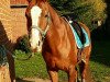 broodmare Annabelle (Westphalian, 2002, from Ad hoc)