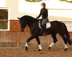 broodmare Chocolata (Württemberger, 2012, from Contano)