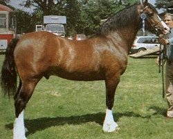 Deckhengst Crugybar Mabon (Welsh-Cob (Sek. D), 1990, von Derwen Desert Express)