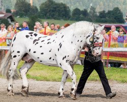 Deckhengst Stef Elmar XIII (Noriker,  , von Fritz Elmar XII)