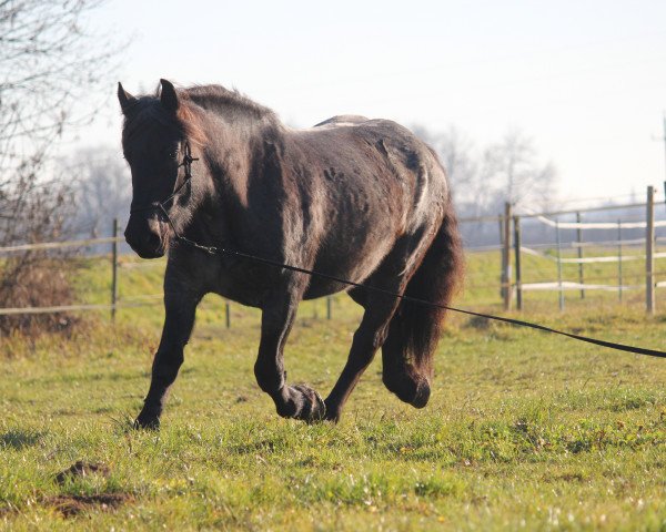 Pferd Wanda (Noriker, 2010, von Stef Elmar XIII)