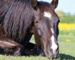 dressage horse Fiona (unknown, 2010)