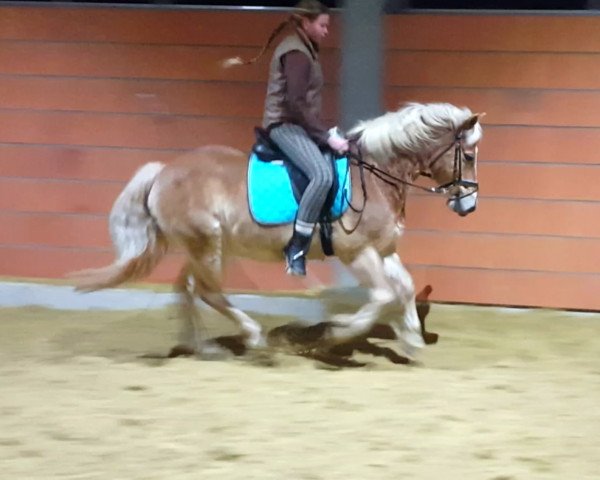 horse sammy (Haflinger,  )