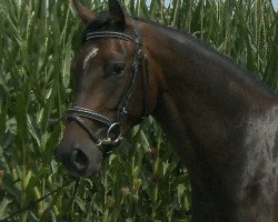 broodmare Limba (Württemberger, 2012, from Leonce)