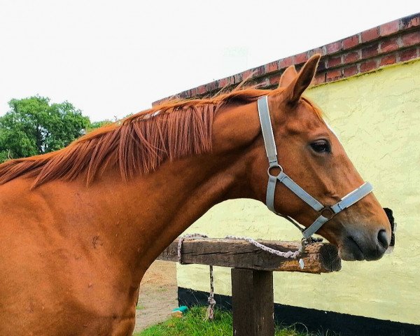 broodmare Bonni (Hanoverian, 2006, from Bon Bonaparte)