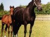 broodmare Parea (Rhinelander, 1993, from Parademarsch I)