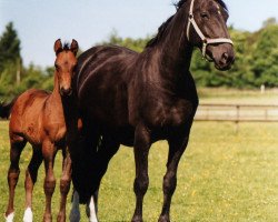 broodmare Parea (Rhinelander, 1993, from Parademarsch I)