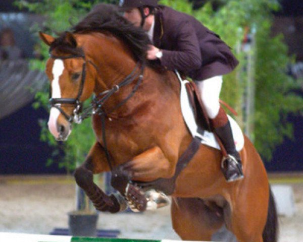 stallion Rubert R (Dutch Warmblood, 1998, from Mermus R)