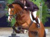 stallion Rubert R (KWPN (Royal Dutch Sporthorse), 1998, from Mermus R)
