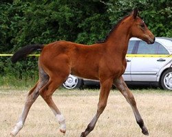 broodmare Eiskönigin (Hanoverian, 2015, from Eldorado vd Zeshoek Tn)